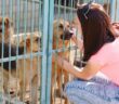 Tierheim Biberach: Liebevolle Betreuung für Tiere in Not (Foto: AdobeStock - 234937158 davit85)