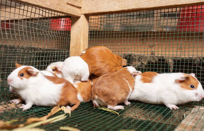 Das Tierheim empfängt nicht nur Nagetiere wie Hamster, Kaninchen und Meerschweinchen, sondern auch viele andere Arten. (Foto: AdobeStock - 527728413 Guillermo Spelucin)