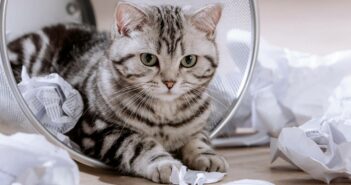 Lustige Fragen, die jeder Katzenliebhaber kennt! (Foto: AdobeStock - 566156010 Jana Weichelt)